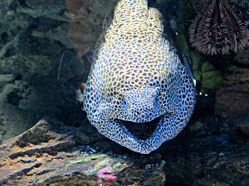 Tatar tilida erotik er-xotin jinsiy aloqa videolar